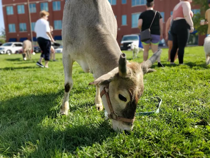 Petting zoo at the market